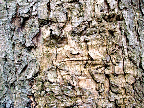 Der kopflose Reiter im Auenwald