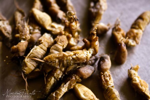 Kamar Insect Savor the Flavors | The San Fernando Way