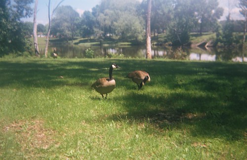 Geese at Corning Preserve, Albany, NY