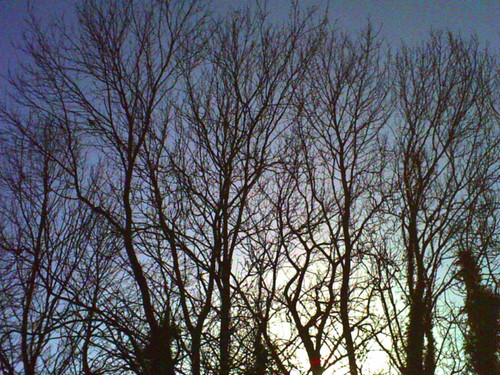 trees colour