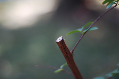 Pruned
