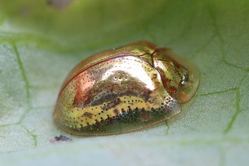 Golden Tortoise Beetle
