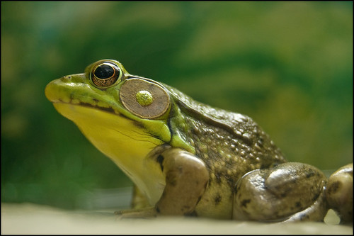 Ohio S 15 Species Of Frogs And Toads At A Glance Trekohio