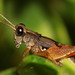 Grasshopper