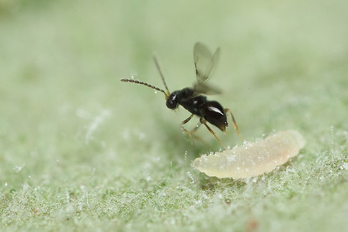 Ukap Insect Graduate student opportunities!