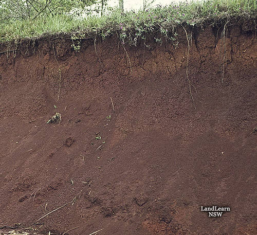 Well drained red soil profile