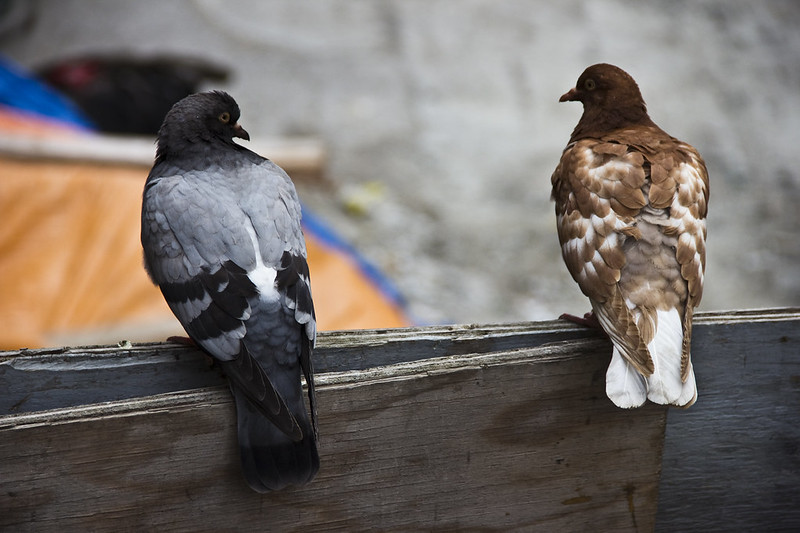Pigeons Having A Conversation