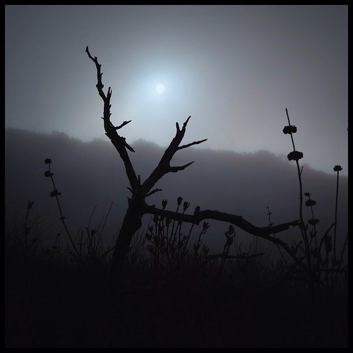 Foggy landscape at Wildwood Park by rmeeseiam