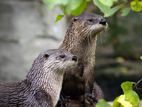 two wet river otters stand alert among foliage, looking off into the distance