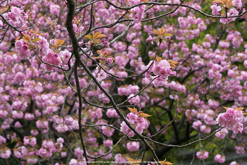 花現輕旅行 日本東京篇 北之丸公園 阿山的攝影生活網誌