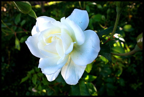 Neighborhood flowers during an evening stroll by rmeeseiam