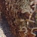 Sea slug/Meat-Eat