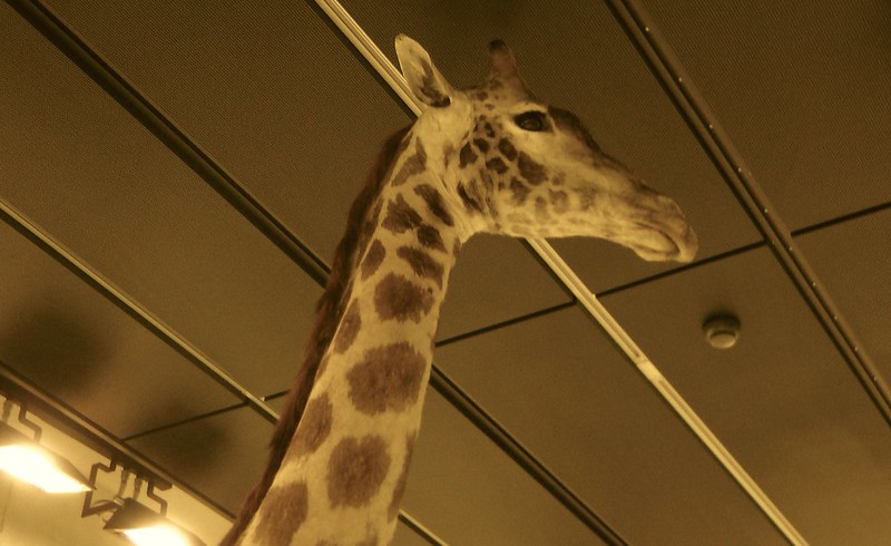 if you copy me i will not find it flattering, i will just really hate you