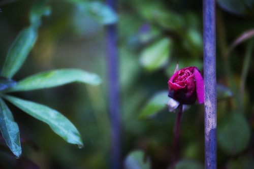 quanto c e di struggente in un ultima rosa