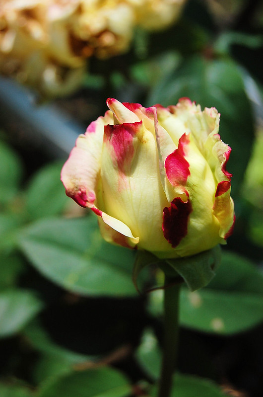 Roses 3013 (1)