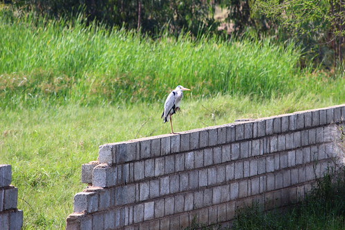 IMG_0176 by tvganesh_85