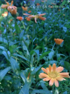 kehäkukat-kasvimaalla