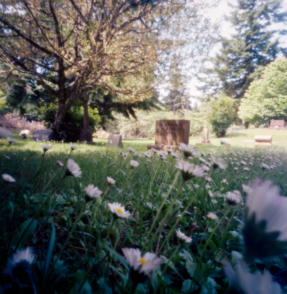 wildflowers in the graveyard