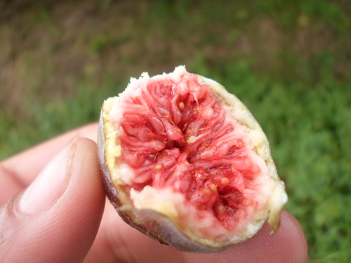 Fresh Fig