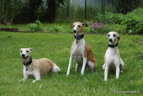 Charlottes Geschichte Der Bienen Gute Nacht Geschichte