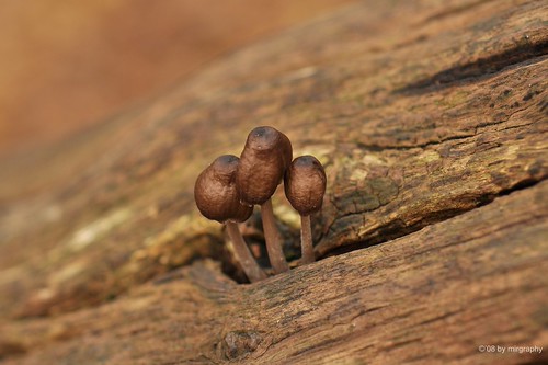 Three little mushrooms are we