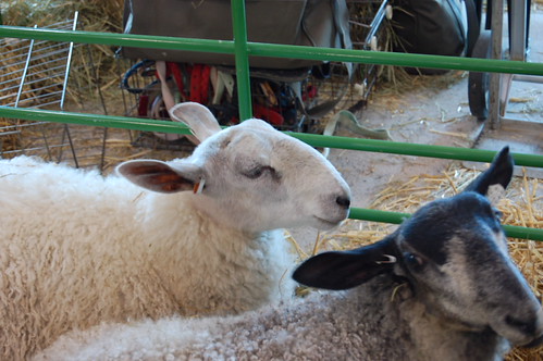 Lovely sheep