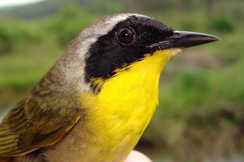 Common Yellowthroat