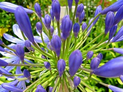 agapanthus DOF