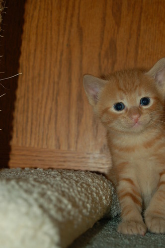 Kitty