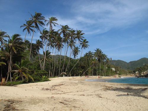 Palm trees by the beach in Tayrona National Park, Taganga, Santa Marta, Colombia