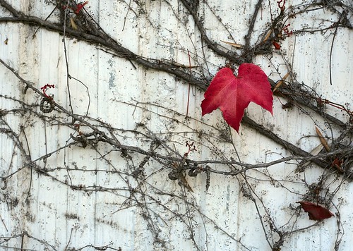 Fall Wall 0212