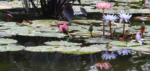 Central Park Pond