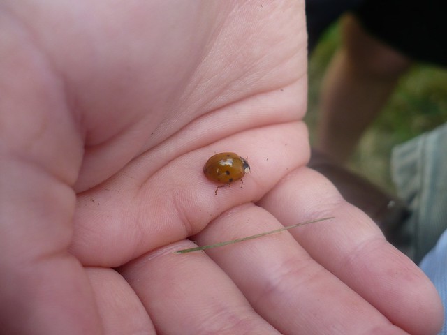 Ladybug