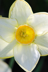 Narcissus up close