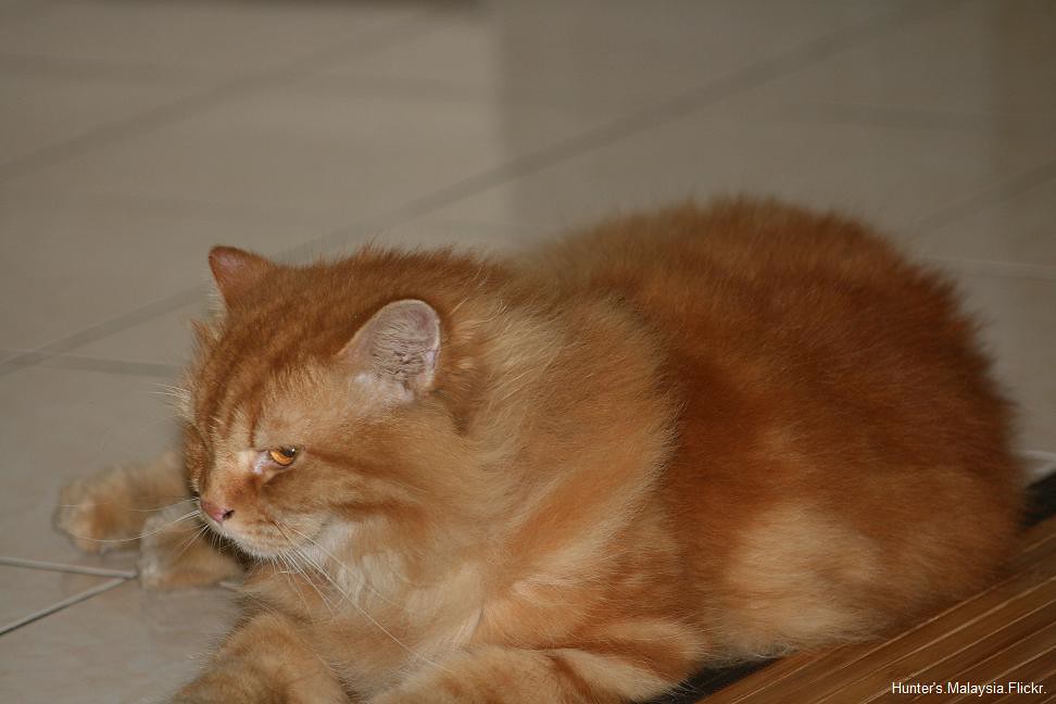 Unduh Gratis Gambar Terlengkap Daftar Harga Kucing Persia Semua Jenis 2020 Terupdate oleh Lampunghits.com