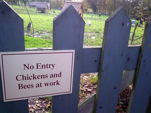 Wellington Arms Chickens and Bees