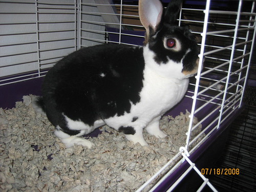I'm a bunny! 