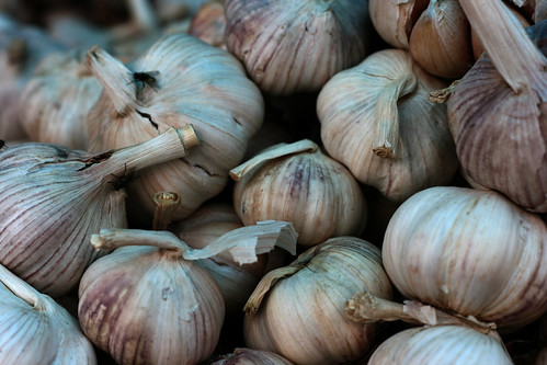 Garlic