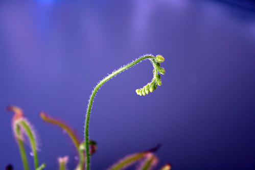 Sundew plant flower buds