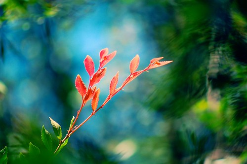 Red in the sea of green