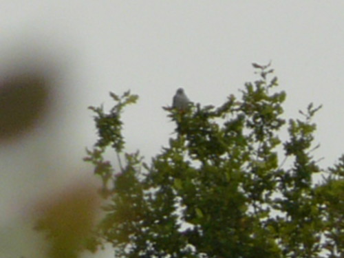 Apparently an Amur Falcon... honest!