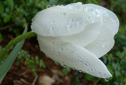 Delicate