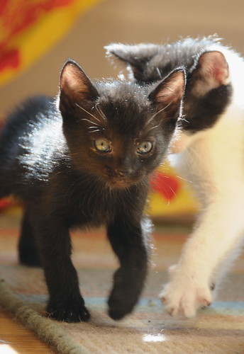 Kittens Playing