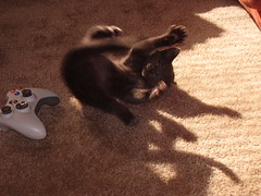 my kitty phantom playing