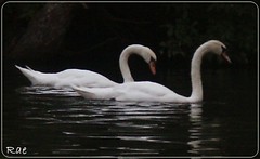 The ugly duckling....
