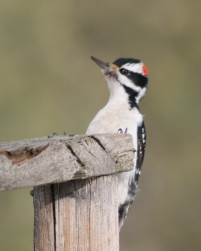 Hairy Woodpecker (male)