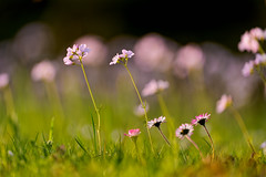 How to use Elements of Photography