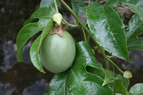 Passion fruit growing