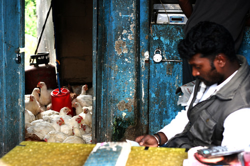 Watch out for the chickens