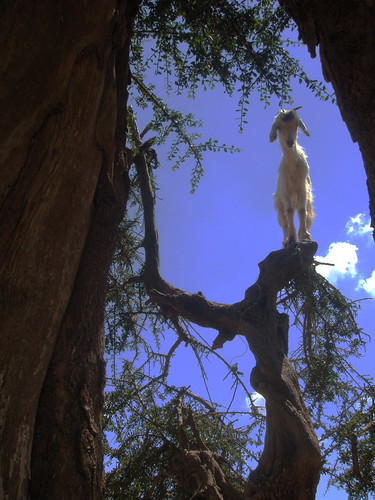 Moroccan tree-climbing goat - by Catilin (via Creative Commons)